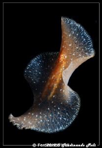 Underwater swimming worm by Ferdinando Meli 